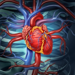 Herz Kreislauf System